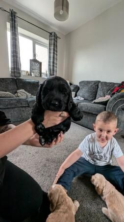 Working cocker spaniel puppies. for sale in Newcastle upon Tyne, Tyne and Wear