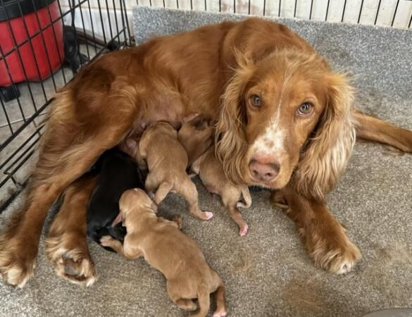 Working Cocker Spaniel Puppies for sale in Hartlebury, Worcestershire - Image 1