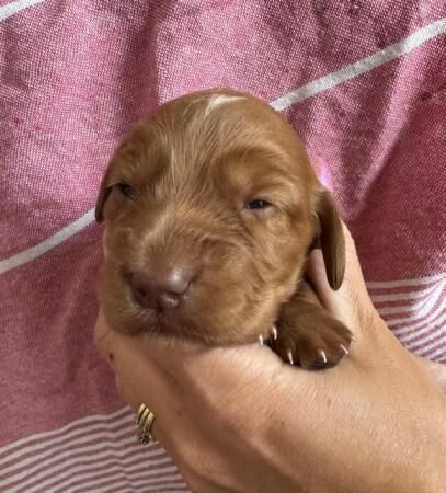 Working Cocker Spaniel Puppies for sale in Hartlebury, Worcestershire - Image 2