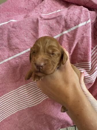 Working Cocker Spaniel Puppies for sale in Hartlebury, Worcestershire - Image 3