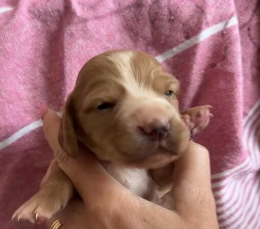 Working Cocker Spaniel Puppies for sale in Hartlebury, Worcestershire - Image 5