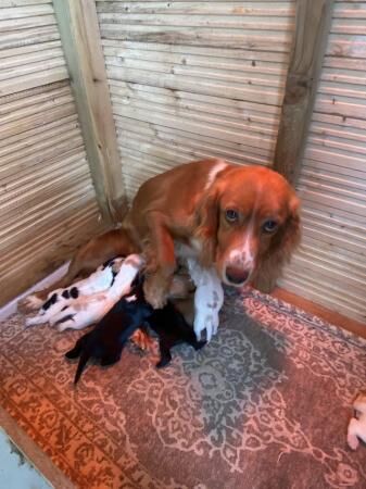 Working Cocker spaniel puppies for sale in Barrow-In-Furness, Cumbria - Image 1