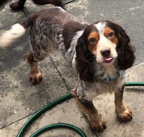 Working Cocker spaniel puppies for sale in Barrow-In-Furness, Cumbria - Image 2