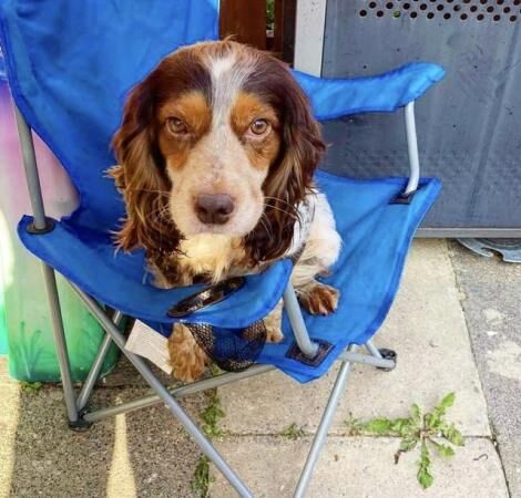 Working Cocker spaniel puppies for sale in Barrow-In-Furness, Cumbria - Image 3