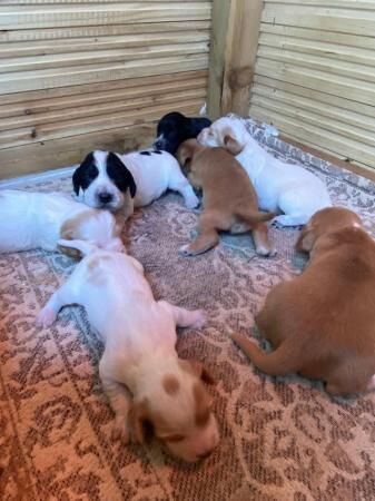 Working Cocker spaniel puppies for sale in Barrow-In-Furness, Cumbria - Image 4