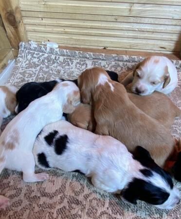 Working Cocker spaniel puppies for sale in Barrow-In-Furness, Cumbria - Image 5