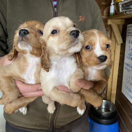 Working cocker spaniel puppies for sale in York, North Yorkshire - Image 1