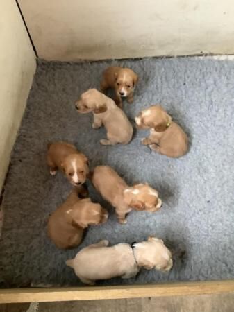 Working cocker spaniel puppies for sale in York, North Yorkshire - Image 2