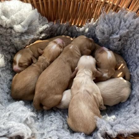 Working cocker spaniel puppies for sale in York, North Yorkshire - Image 3