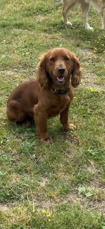 Working cocker spaniel puppies for sale in York, North Yorkshire - Image 4