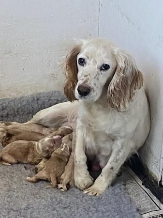 Working cocker spaniel puppies for sale in York, North Yorkshire - Image 5