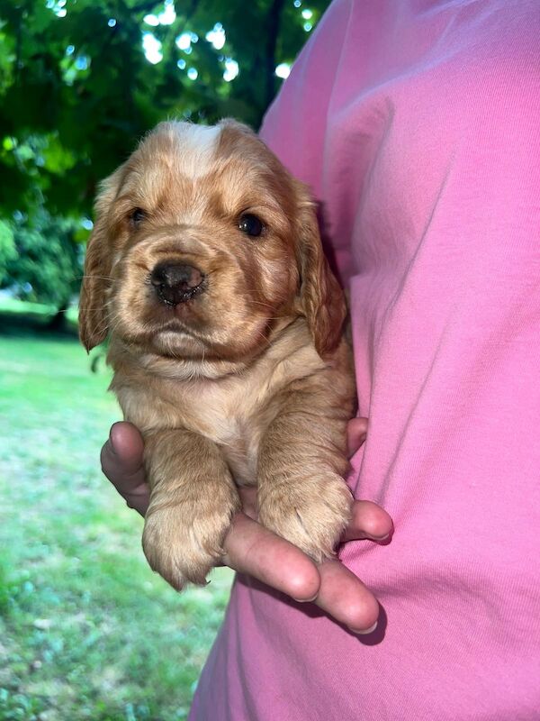 Working cocker spaniel puppies for sale in Addlestone, Surrey