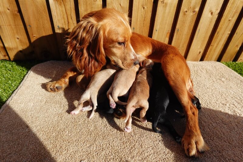 Cocker Spaniel Puppies For Sale Under £1,000