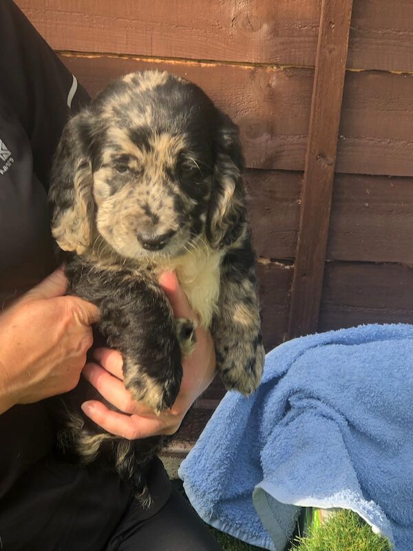 Working cocker spaniel puppies for sale in Welwyn, Hertfordshire