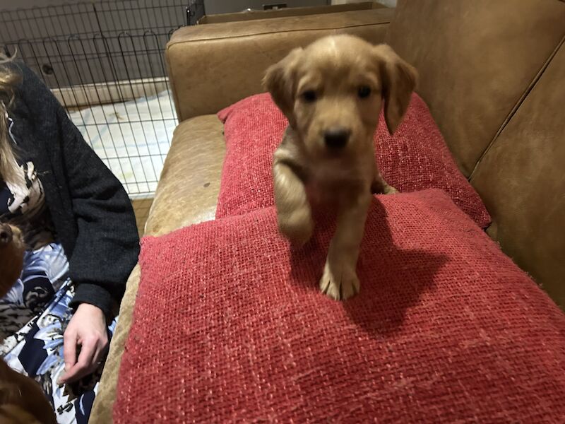 Working cocker spaniel puppies for sale in Roundhill Village, North Yorkshire