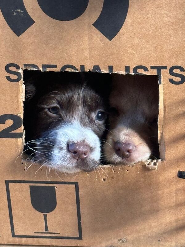 Working cocker spaniel puppies for sale in Insch, Aberdeenshire