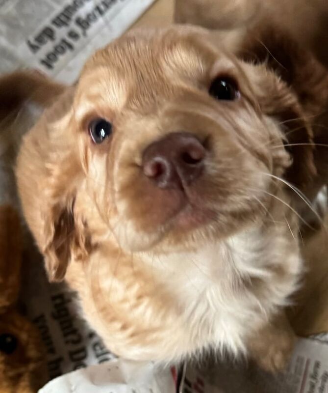 Working cocker spaniel puppies for sale in Insch, Aberdeenshire - Image 2