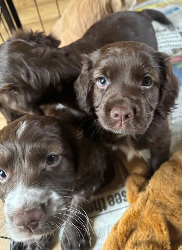 Working cocker spaniel puppies for sale in Insch, Aberdeenshire - Image 3