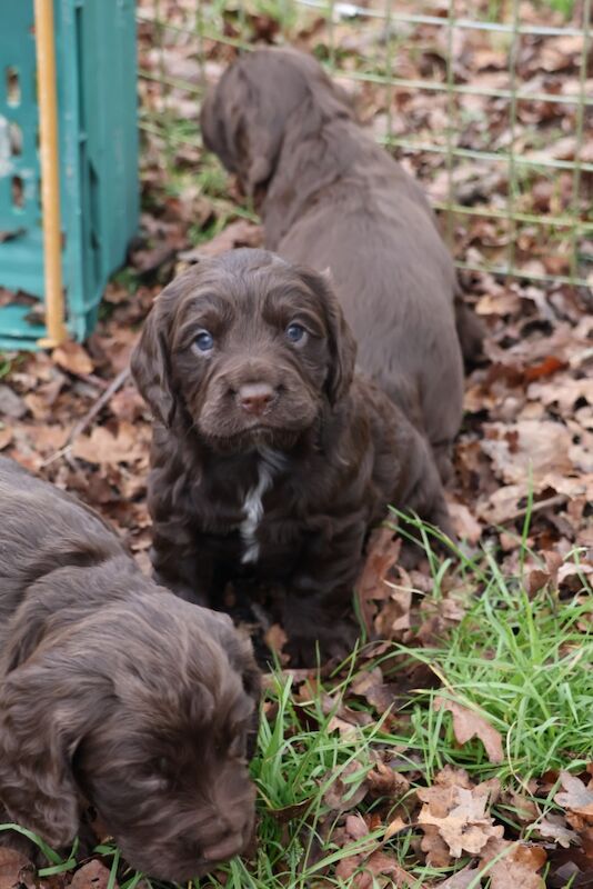 Working Cocker Spaniel Puppies for sale in Bungay, Suffolk