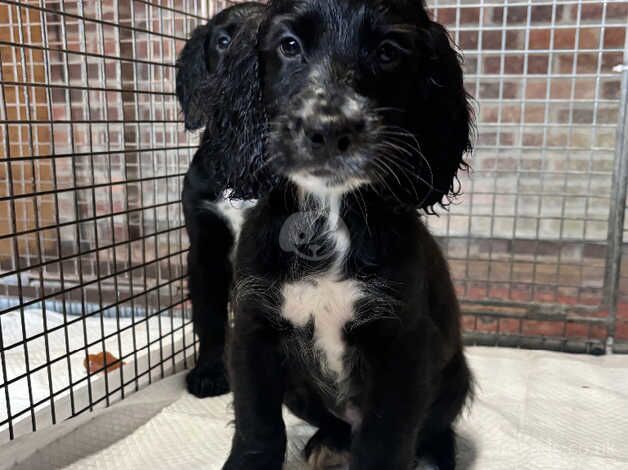 Working cocker spaniel puppies for sale in Arundel, West Sussex - Image 1