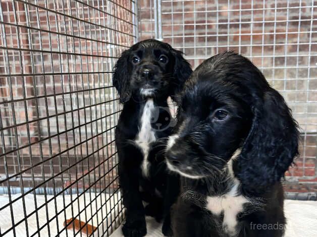 Working cocker spaniel puppies for sale in Arundel, West Sussex - Image 2