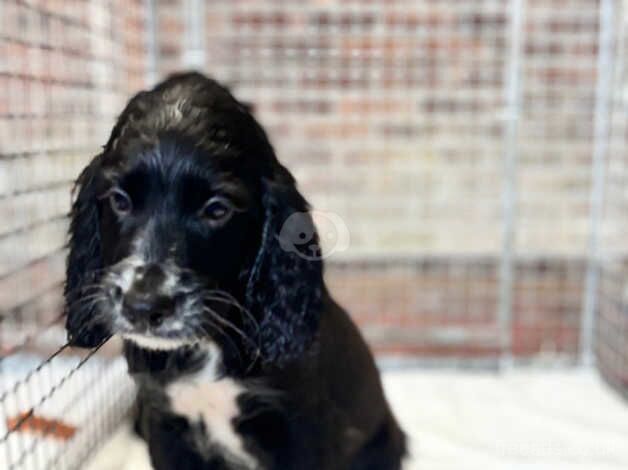 Working cocker spaniel puppies for sale in Arundel, West Sussex - Image 3