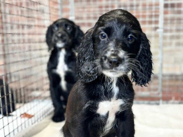 Working cocker spaniel puppies for sale in Arundel, West Sussex - Image 4