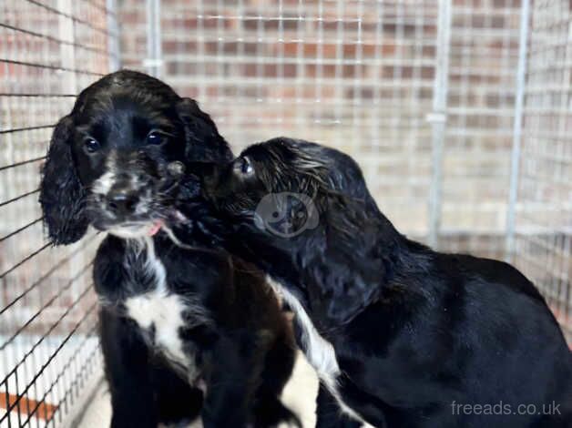 Working cocker spaniel puppies for sale in Arundel, West Sussex - Image 5