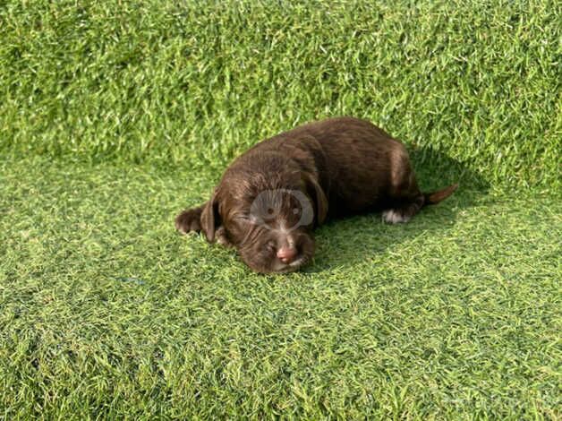 Working cocker spaniel puppies for sale in Canterbury, Kent - Image 1