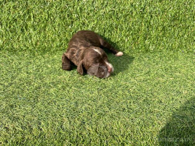 Working cocker spaniel puppies for sale in Canterbury, Kent - Image 2