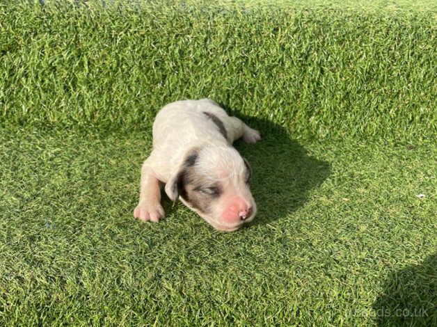 Working cocker spaniel puppies for sale in Canterbury, Kent - Image 3