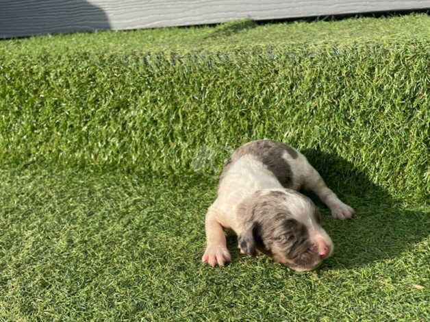 Working cocker spaniel puppies for sale in Canterbury, Kent - Image 4