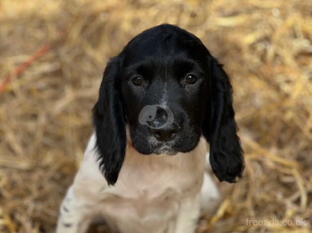 Working Cocker Spaniel puppies for sale in Canterbury, Kent - Image 1