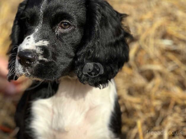 Working Cocker Spaniel puppies for sale in Canterbury, Kent - Image 2