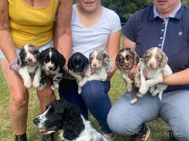 Working Cocker Spaniel puppies for sale in Canterbury, Kent - Image 3