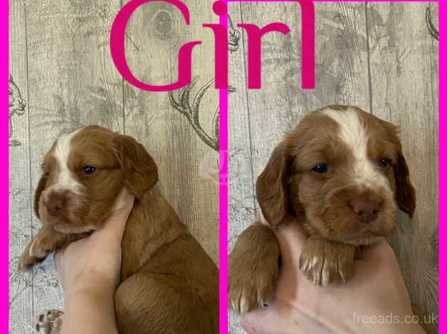 Working cocker spaniel puppies for sale in Rochdale, Greater Manchester