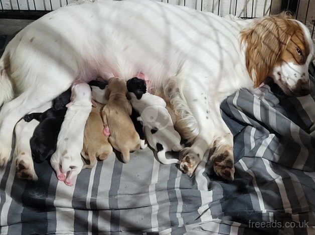 Working cocker spaniel puppies for sale in Swadlincote, Derbyshire - Image 1