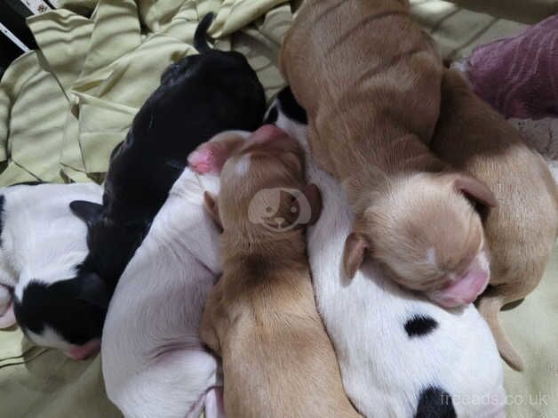 Working cocker spaniel puppies for sale in Swadlincote, Derbyshire - Image 2