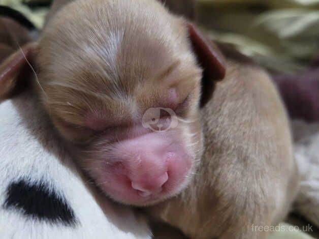 Working cocker spaniel puppies for sale in Swadlincote, Derbyshire - Image 3