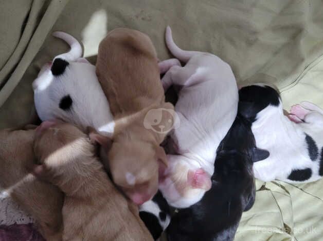 Working cocker spaniel puppies for sale in Swadlincote, Derbyshire - Image 4