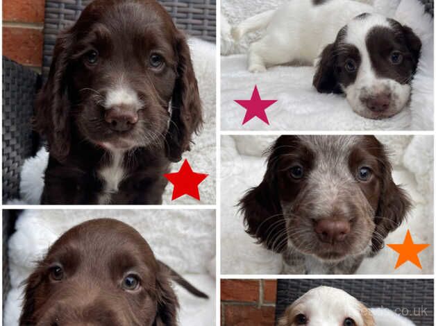 Working cocker spaniel puppies for sale in Ulceby, Lincolnshire - Image 1