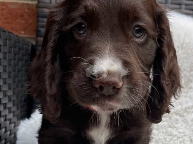 Working cocker spaniel puppies for sale in Ulceby, Lincolnshire - Image 2