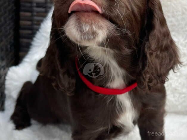 Working cocker spaniel puppies for sale in Ulceby, Lincolnshire - Image 3