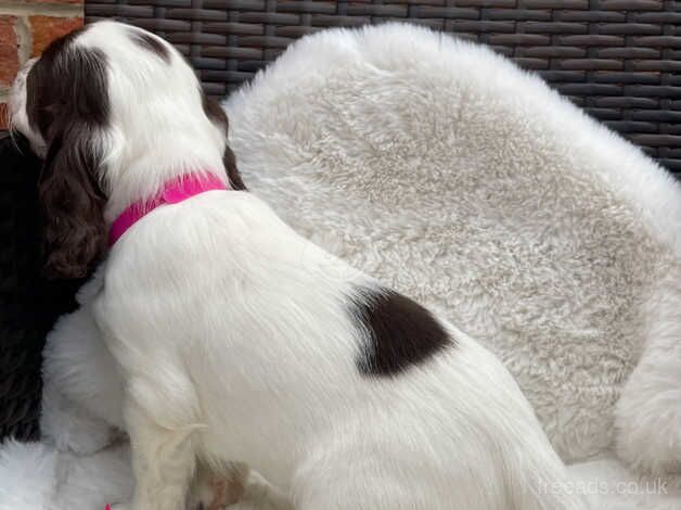 Working cocker spaniel puppies for sale in Ulceby, Lincolnshire - Image 4