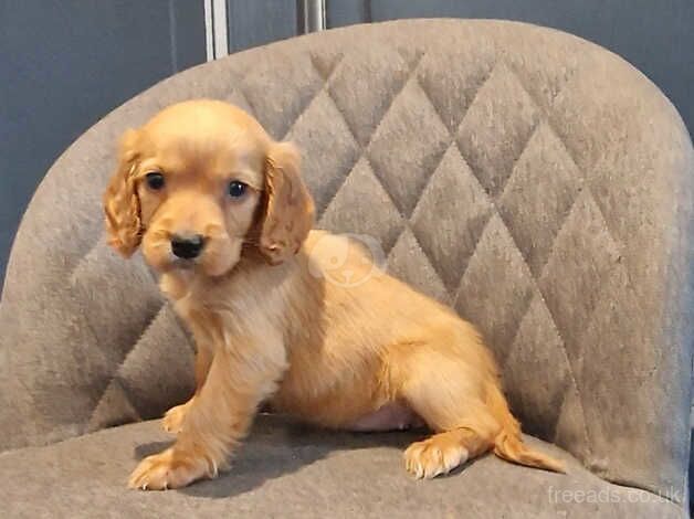 Working Cocker Spaniel Puppies for sale in Wigan, Greater Manchester