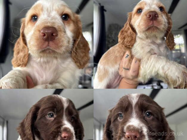 Working cocker spaniel puppies ready Fri 18th oct for sale in Faringdon, Oxfordshire - Image 1