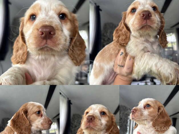 Working cocker spaniel puppies ready Fri 18th oct for sale in Faringdon, Oxfordshire - Image 2