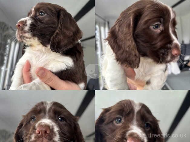 Working cocker spaniel puppies ready Fri 18th oct for sale in Faringdon, Oxfordshire - Image 3