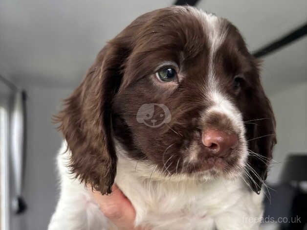 Working cocker spaniel puppies ready Fri 18th oct for sale in Faringdon, Oxfordshire - Image 4