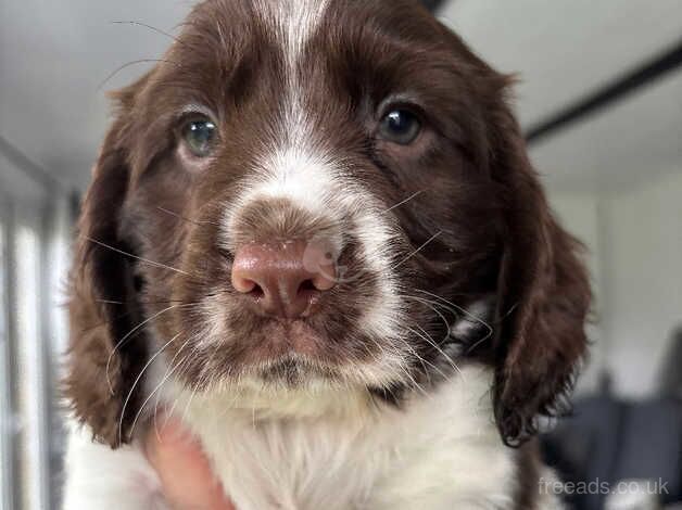 Working cocker spaniel puppies ready Fri 18th oct for sale in Faringdon, Oxfordshire - Image 5